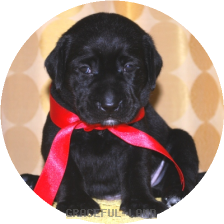 女の子(赤色リボン母エメラルド)